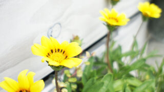 黄色い花