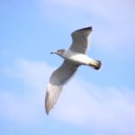 飛び立つ鳥