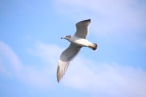 飛び立つ鳥