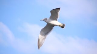 飛び立つ鳥