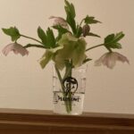 クリスマスローズ