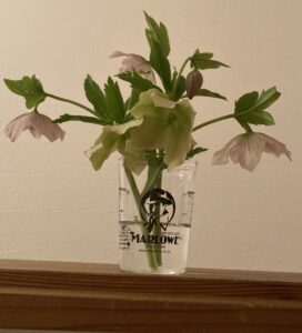 クリスマスローズ