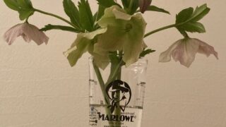 クリスマスローズ