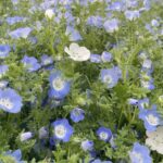 青と白の花 カウンセリング