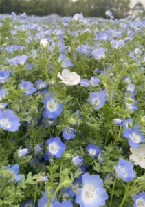 青と白の花 カウンセリング