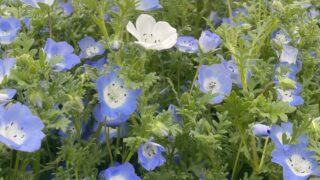 青と白の花 カウンセリング