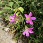 可憐な花