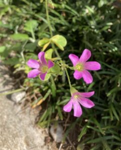 可憐な花