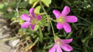 可憐な花