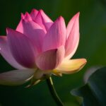 蓮の花