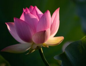 蓮の花