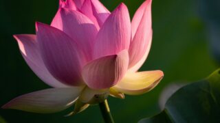 蓮の花