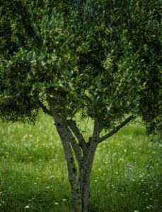植木職人になったつもり